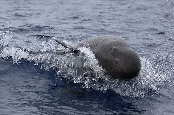 Big Island: Pelagic Whale Watch Tour - What you may see in winter and at other times