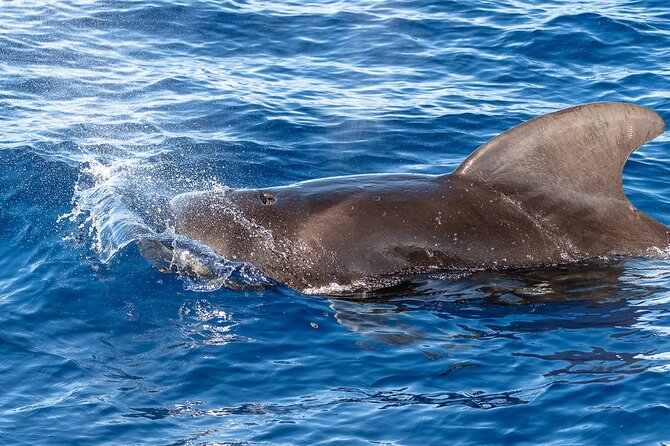 Big Island: Pelagic Whale Watch Tour - The hard truth about guarantees and sea conditions