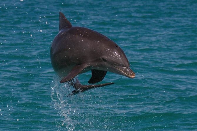 Biologist Owned & Operated: Dolphin Watching & Guided Snorkeling - Key points at a glance
