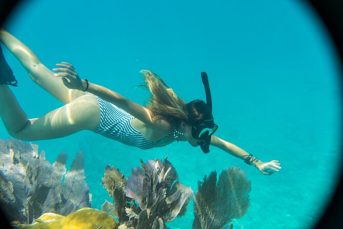 Biologist Owned & Operated: Dolphin Watching & Guided Snorkeling - A four-hour outing built around wild dolphins