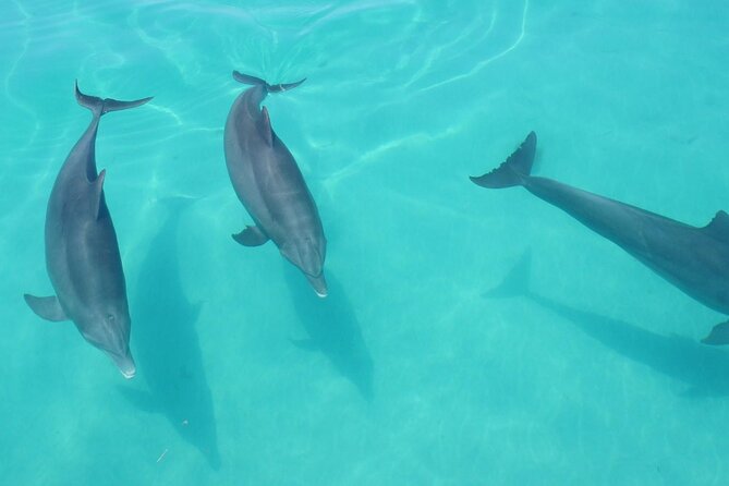 Biologist Owned & Operated: Dolphin Watching & Guided Snorkeling - Weather can change the second half of the tour