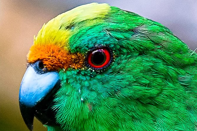 Bird Watching and Dolphin Eco-Tour to Blumine Island - Why this Picton wildlife trip is more than a boat ride