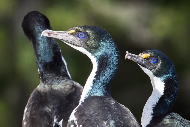 Bird Watching and Dolphin Eco-Tour to Blumine Island - The predator-free island visit