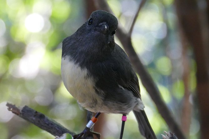 Bird Watching and Dolphin Eco-Tour to Blumine Island - Rare birds, nesting boxes, and close encounters
