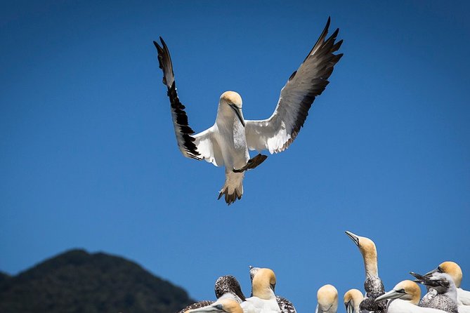 Bird Watching and Dolphin Eco-Tour to Blumine Island - Guides who add value to the trip