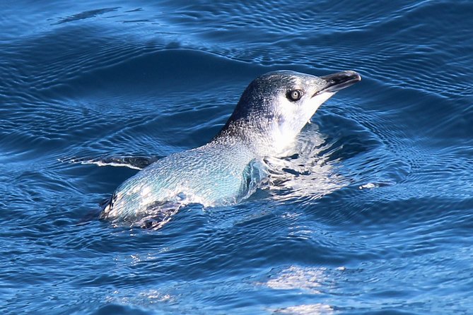 Bird Watching and Dolphin Eco-Tour to Blumine Island - Refreshments, timing, and comfort