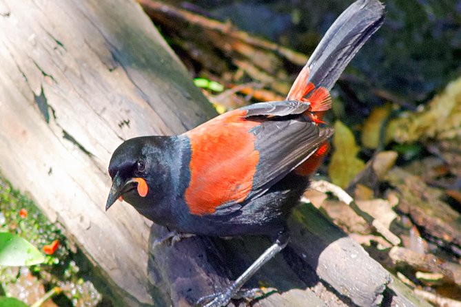 Bird Watching and Dolphin Eco-Tour to Blumine Island - Who will get the most from this experience