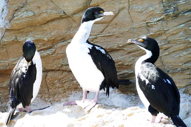 Bird Watching and Dolphin Eco-Tour to Blumine Island - Starting at E-Ko Tours in Picton