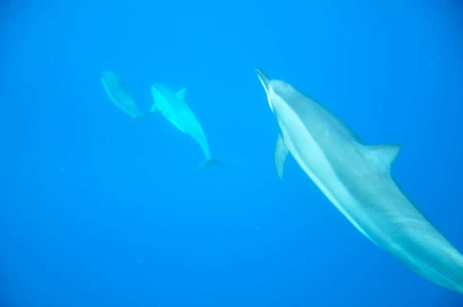 Black River: Dolphin Swim and Whale Watching by Speedboat - Black River is the right starting point for a wild-sea outing