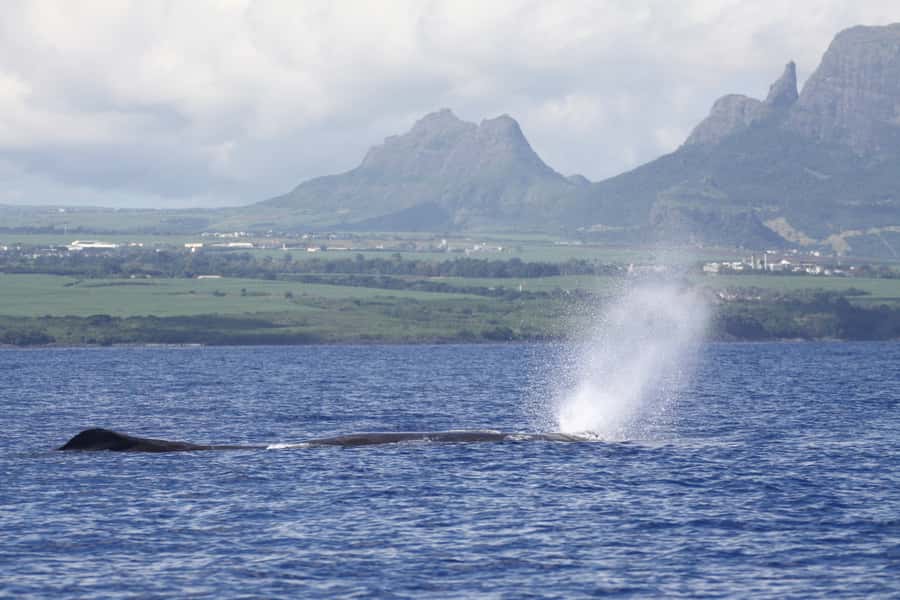 Black River: Dolphin Swim and Whale Watching by Speedboat - The briefing sets the tone for dolphin swimming