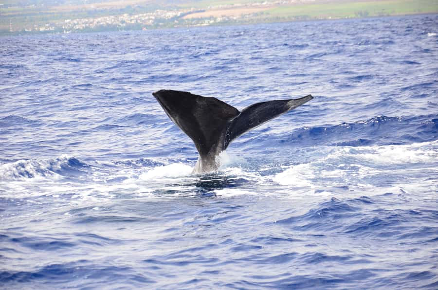 Black River: Dolphin Swim and Whale Watching by Speedboat - Whale watching is slower, quieter, and less certain