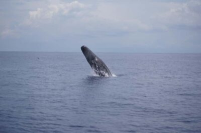 Black River: Dolphin Swim and Whale Watching by Speedboat
