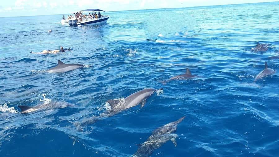 Black River: Swim with Dolphin Speed Boat Tour with lunch - Crystal Rock and the reef stop
