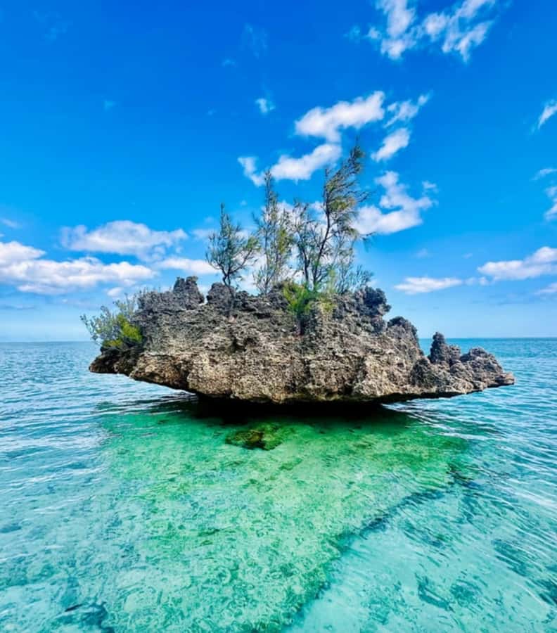 Black River: Swim with Dolphin Speed Boat Tour with lunch - How the guides shape the day