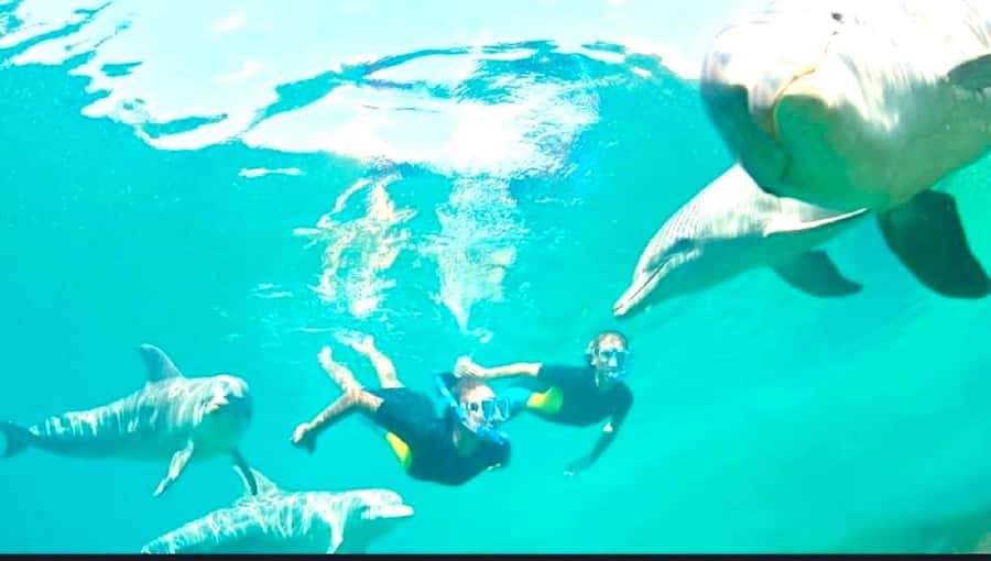 Black River: Swim with Dolphin Speed Boat Tour with lunch - Is $74 a fair price?