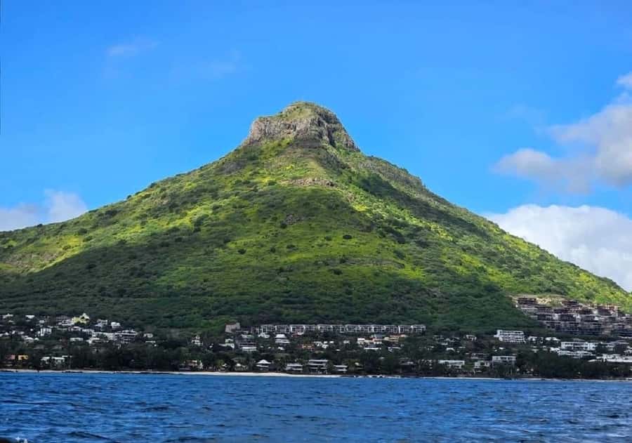 Black River: Swim with Dolphin Speed Boat Tour with lunch - Should you book the dolphin speedboat tour?