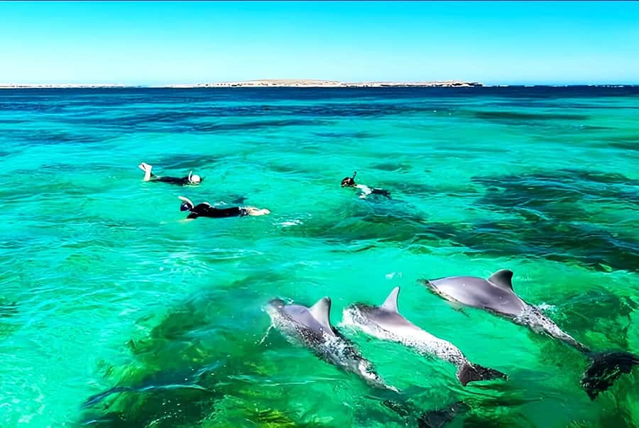 Black River: Swim with Dolphin Speed Boat Tour with lunch - FAQ