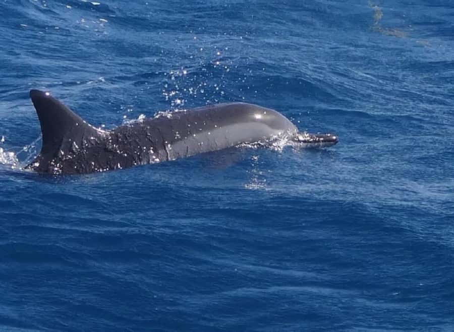 Black River: Swim with Dolphin Speed Boat Tour with lunch - Finding dolphins without treating them like a show