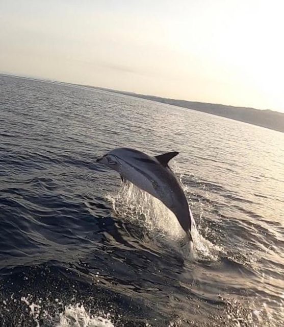 boat tour exploring and searching for dolphins in Acitrezza - Searching for dolphins about 5 kilometers offshore