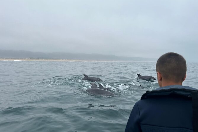 Boat Tour : Observation of Dolphins and Nazareth Canyon - Searching for dolphins along the coast