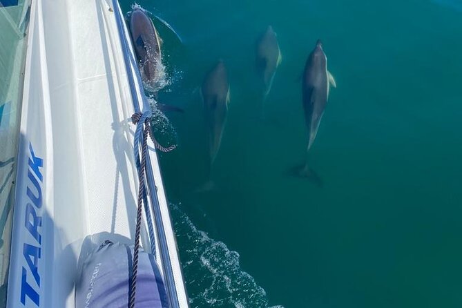 Boat Tour : Observation of Dolphins and Nazareth Canyon - Fort São Miguel and the Giant Waves story