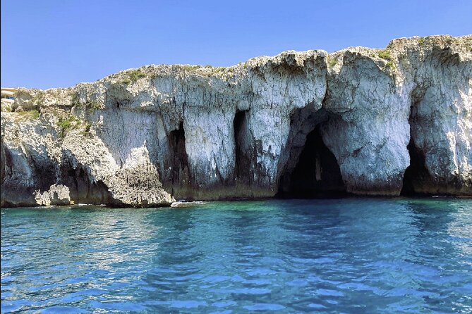 Boat tour with dolphin sighting - Key points to know before booking