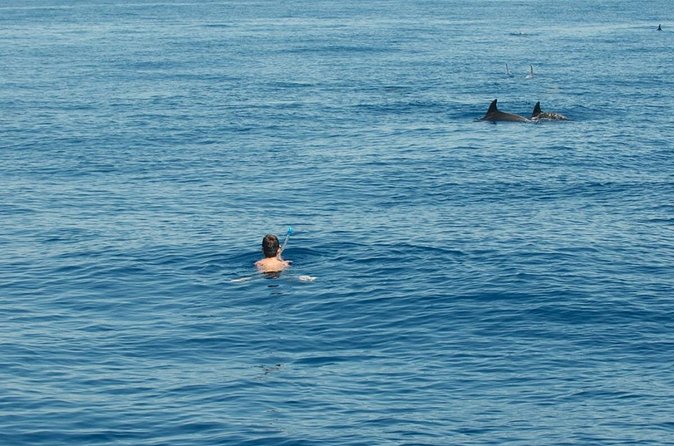 Boat tour with dolphin sighting - Drinks, comfort, and what to bring