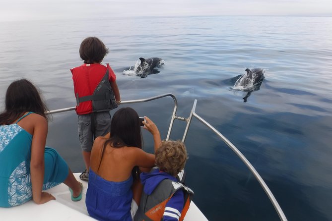 Boat Trip for Dolphin Watching along the Arrabida Coast and Sesimbra - Is $62.61 a fair price?