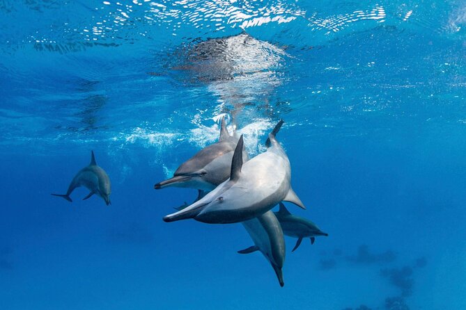 Boat Trip to Dolphin House Guided Swimming with Lunch in Hurghada - Why Dolphin House is the real attraction