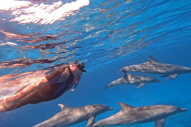 Boat Trip to Dolphin House Guided Swimming with Lunch in Hurghada - Lunch, fruit, and a welcome break from the water