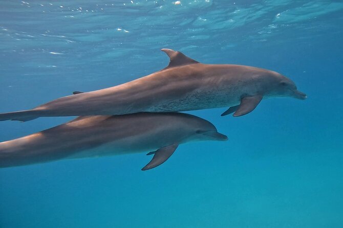 Boat Trip to Dolphin House Guided Swimming with Lunch in Hurghada - The guide’s role, especially for first-time snorkelers