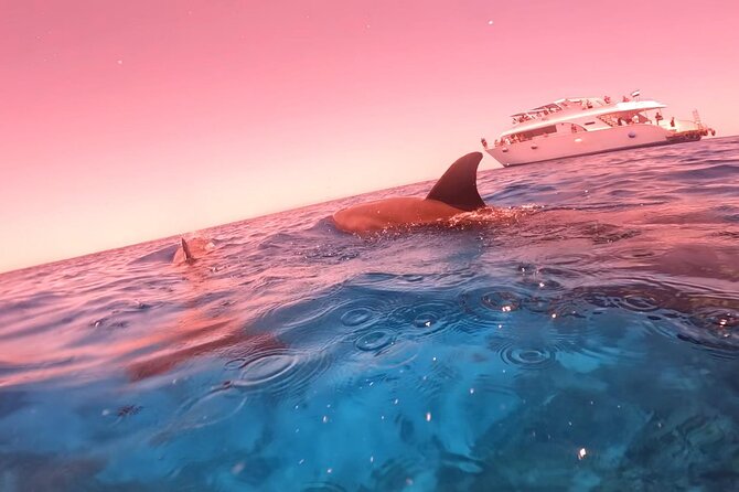 Boat Trip to Dolphin House Guided Swimming with Lunch in Hurghada - What the $18 price really includes