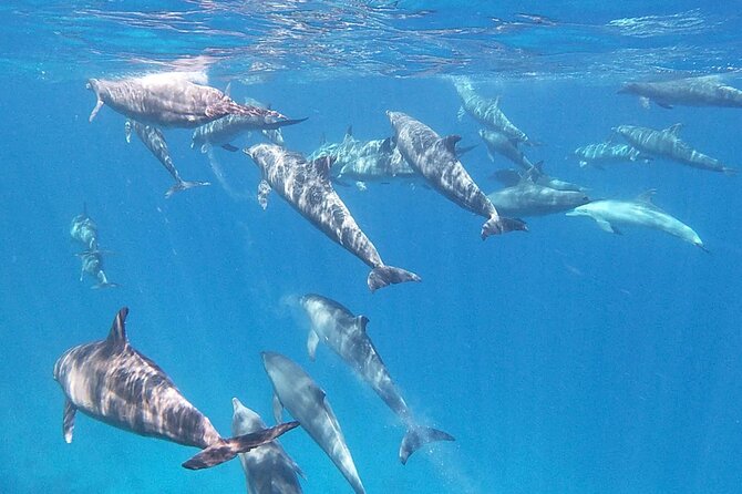 Boat Trip to Dolphin House Guided Swimming with Lunch in Hurghada - Who will enjoy this boat trip most