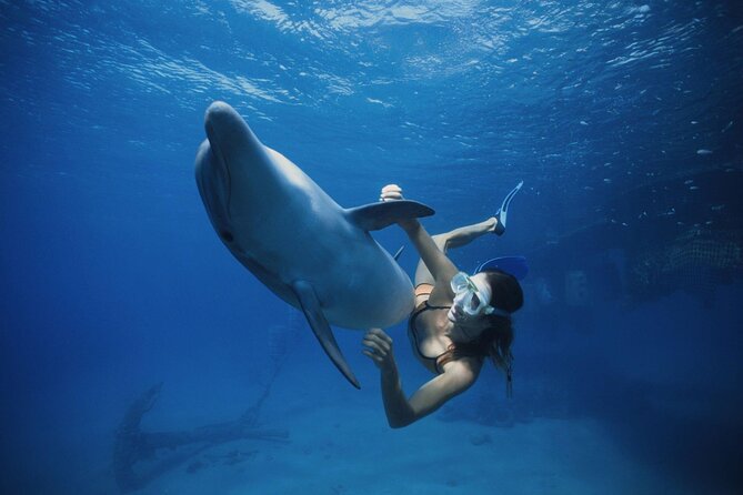 Boat Trip to Dolphin House Guided Swimming with Lunch in Hurghada - The 8:00 am pickup and ride to the boat