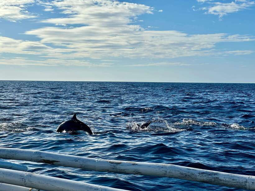Bohol Balicasag Is Private Tour and Dolphin Watching - Why Balicasag makes a good full-day outing
