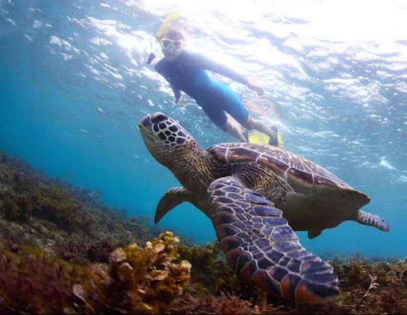 Bohol: Dolphin Watching & Sea Turtle Swim Island Tour - A dawn start along the Panglao coast