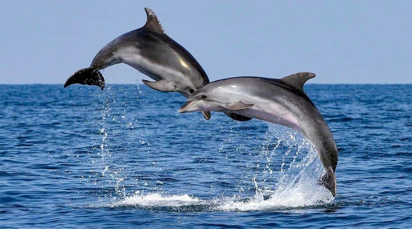 Bohol: Dolphin Watching & Sea Turtle Swim Island Tour - Guides, boat crews, and the human side of the trip