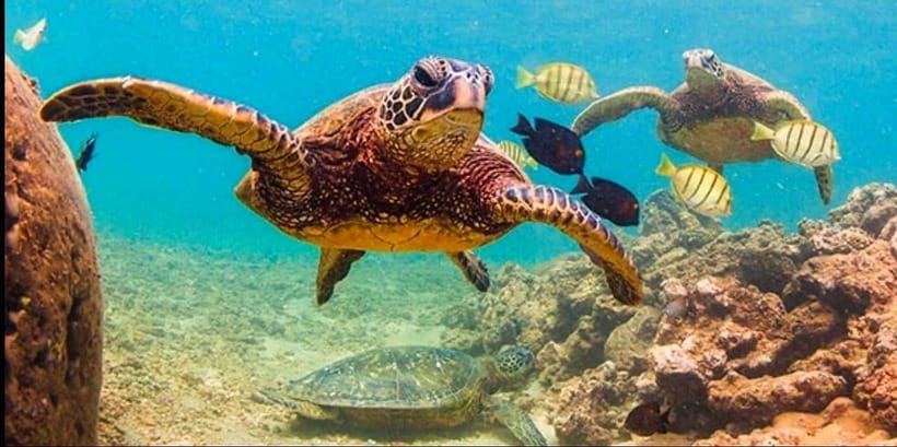 Bohol: Dolphin Watching & Sea Turtle Swim Island Tour - Who should book this Bohol tour?