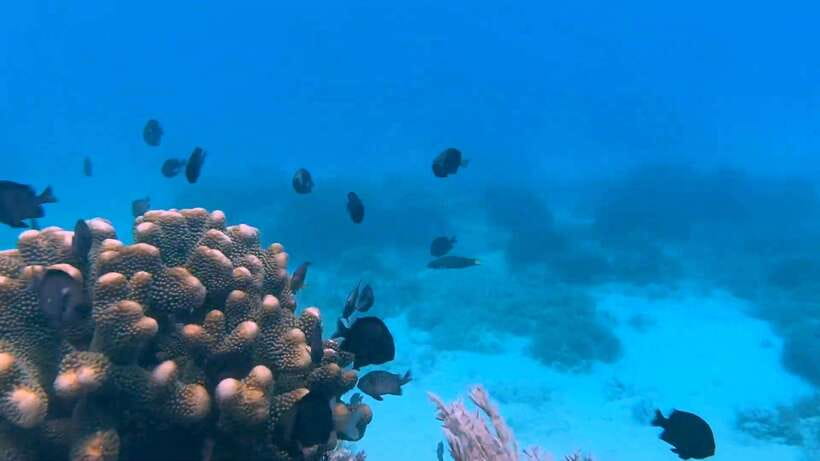 Bohol: Dolphin Watching & Snorkeling at Balicasag Island - Crowds, waiting, and the cost of popularity