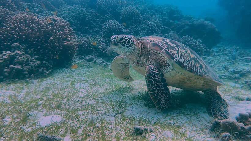 Bohol: Dolphin Watching & Snorkeling at Balicasag Island - Shared boat or private boat?