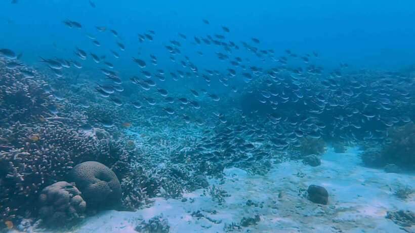 Bohol: Dolphin Watching & Snorkeling at Balicasag Island - How to get more from the morning