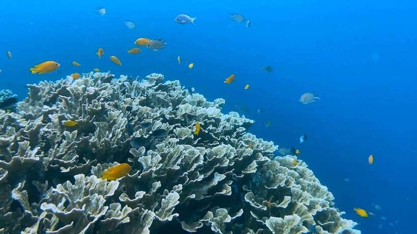 Bohol: Dolphin Watching & Snorkeling at Balicasag Island - Who should book this Balicasag tour?