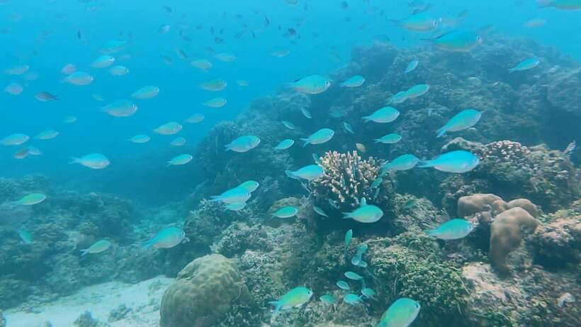 Bohol: Dolphin Watching & Snorkeling at Balicasag Island - Final decision: book for sea life, not solitude