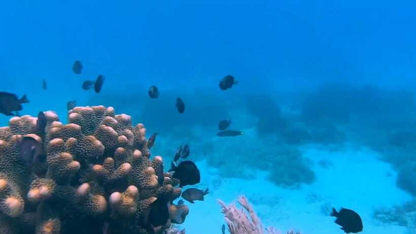 Bohol: Dolphin Watching & Snorkeling at Balicasag Island - FAQ