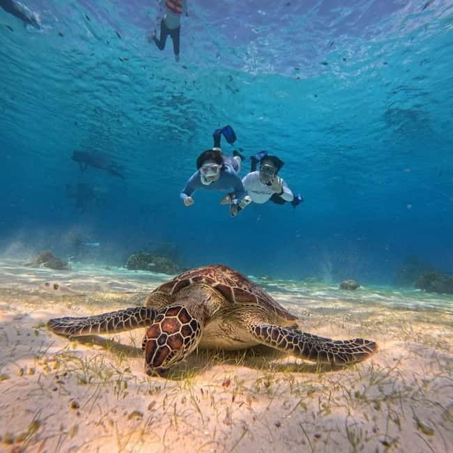 BOHOL: Dolphin Watching, Turtle Swim and Party Boat - Key points at a glance