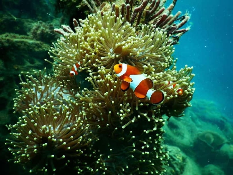 BOHOL: Dolphin Watching, Turtle Swim and Party Boat - Underwater photos without carrying a camera