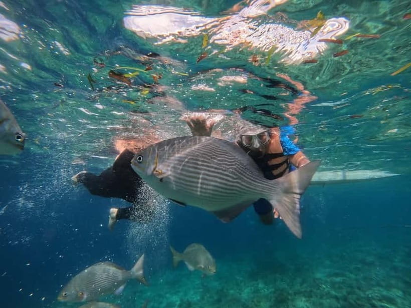 BOHOL: Dolphin Watching, Turtle Swim and Party Boat - Practical value, comfort, and small drawbacks