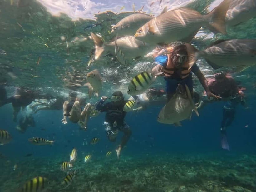 BOHOL: Dolphin Watching, Turtle Swim and Party Boat - Who should book this Bohol boat trip?