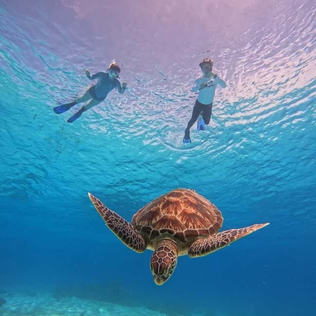 BOHOL: Dolphin Watching, Turtle Swim and Party Boat - Meeting at Panglao’s beachfront