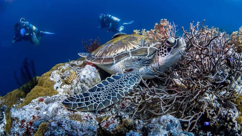 Bohol: Pamilacan Island Dolphin/Turtle Watching Tour & Lunch - Is $70 good value for Bohol?
